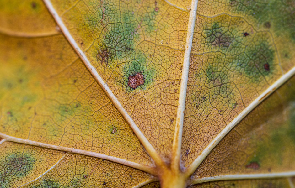 coffee rust on leaf